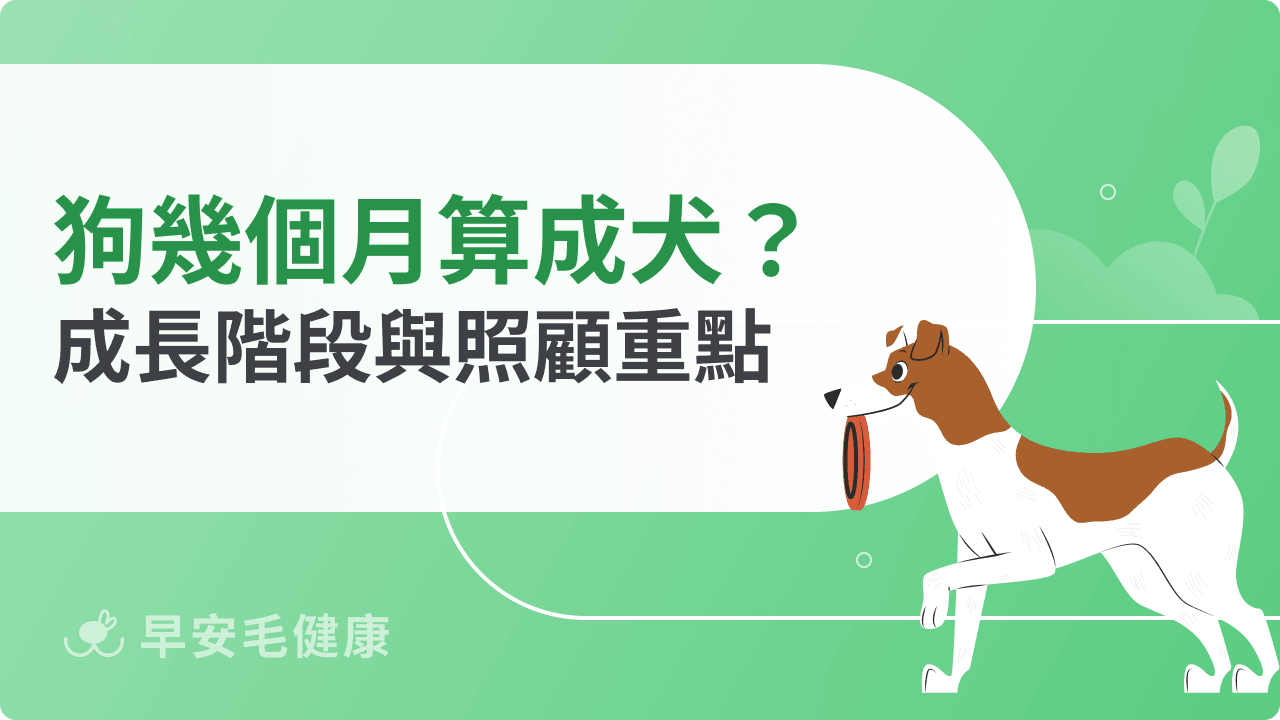 狗幾個月算成犬？成長階段與照顧重點總整理