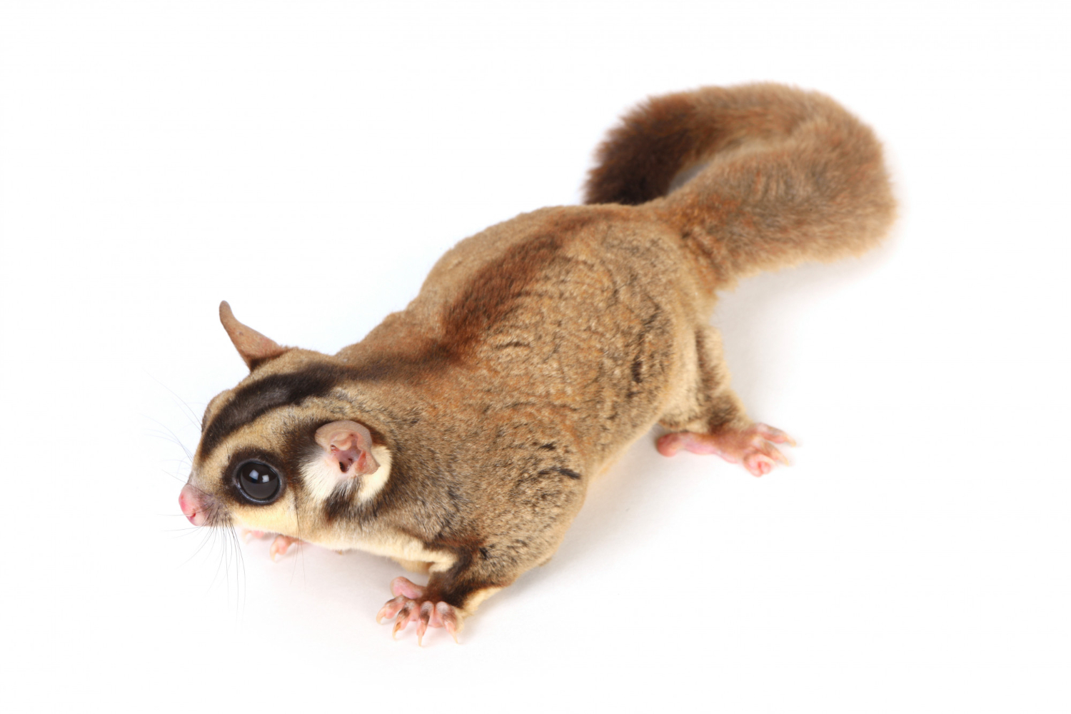 蜜袋鼯在白色背景前