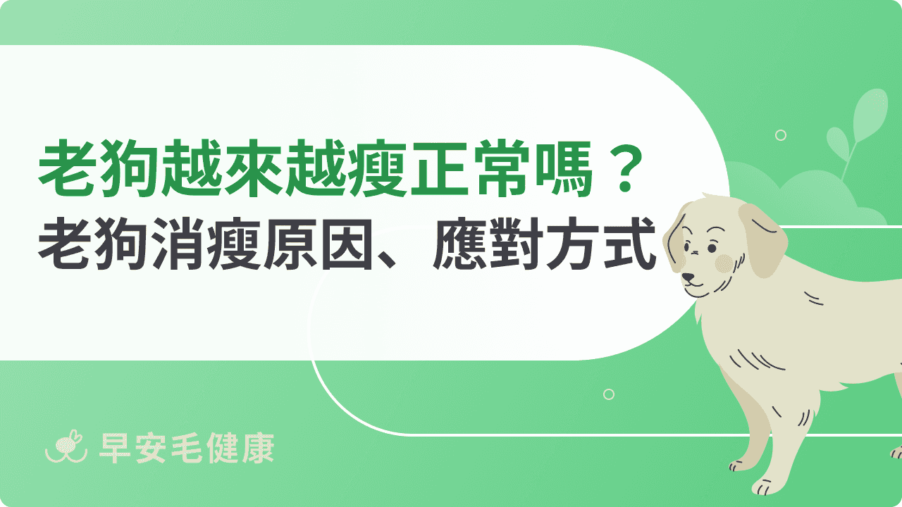 老狗越來越瘦正常嗎？老狗消瘦原因、應對方式一次看