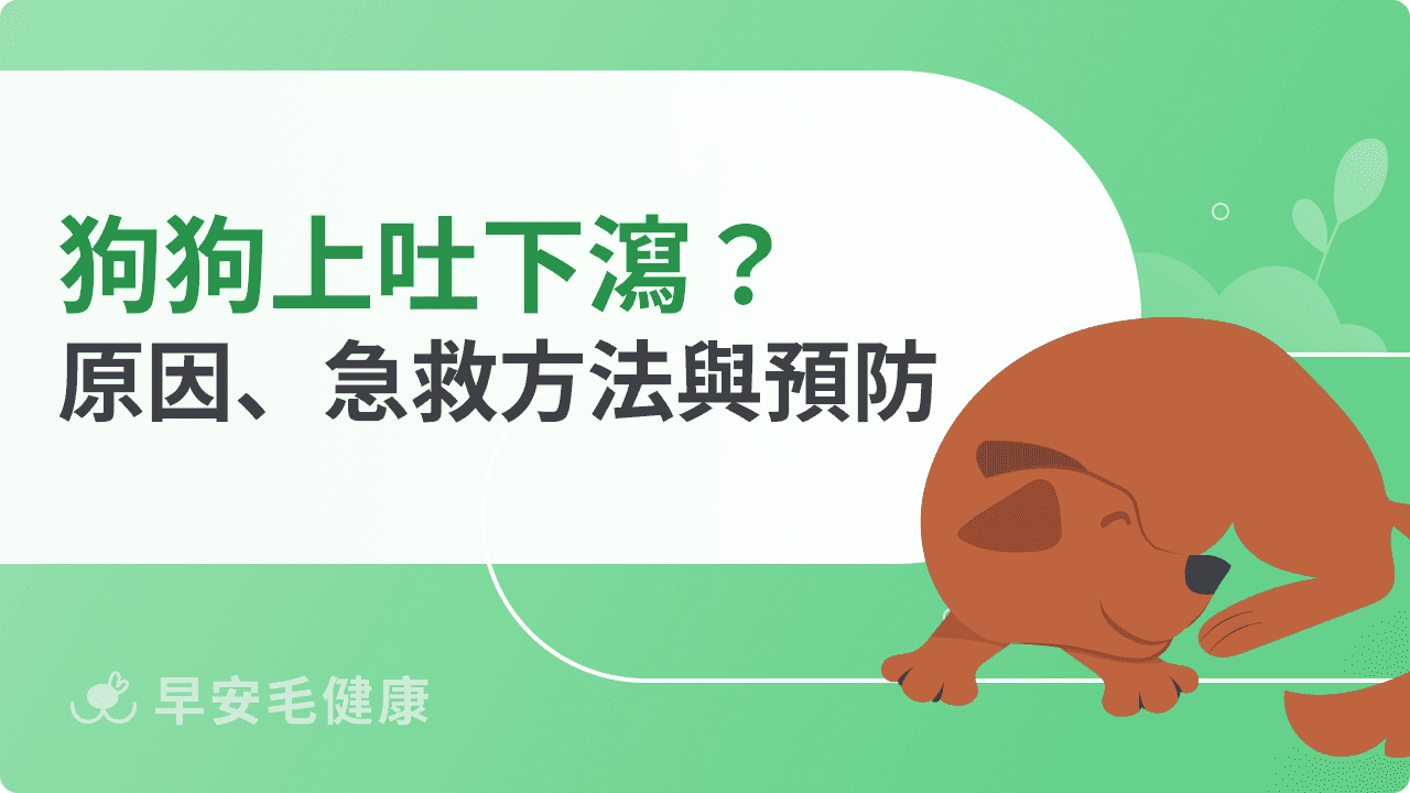 狗狗上吐下瀉怎麼辦？常見原因、急救處理與日常預防指南