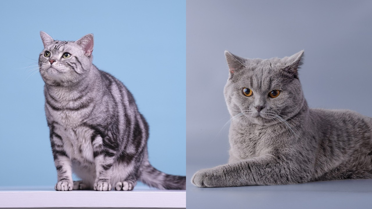 20.american-shorthair-cat-guide-6