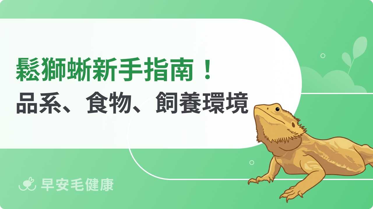 【鬆獅蜥飼養指南】鬆獅蜥品系、飼養環境與飲食公開