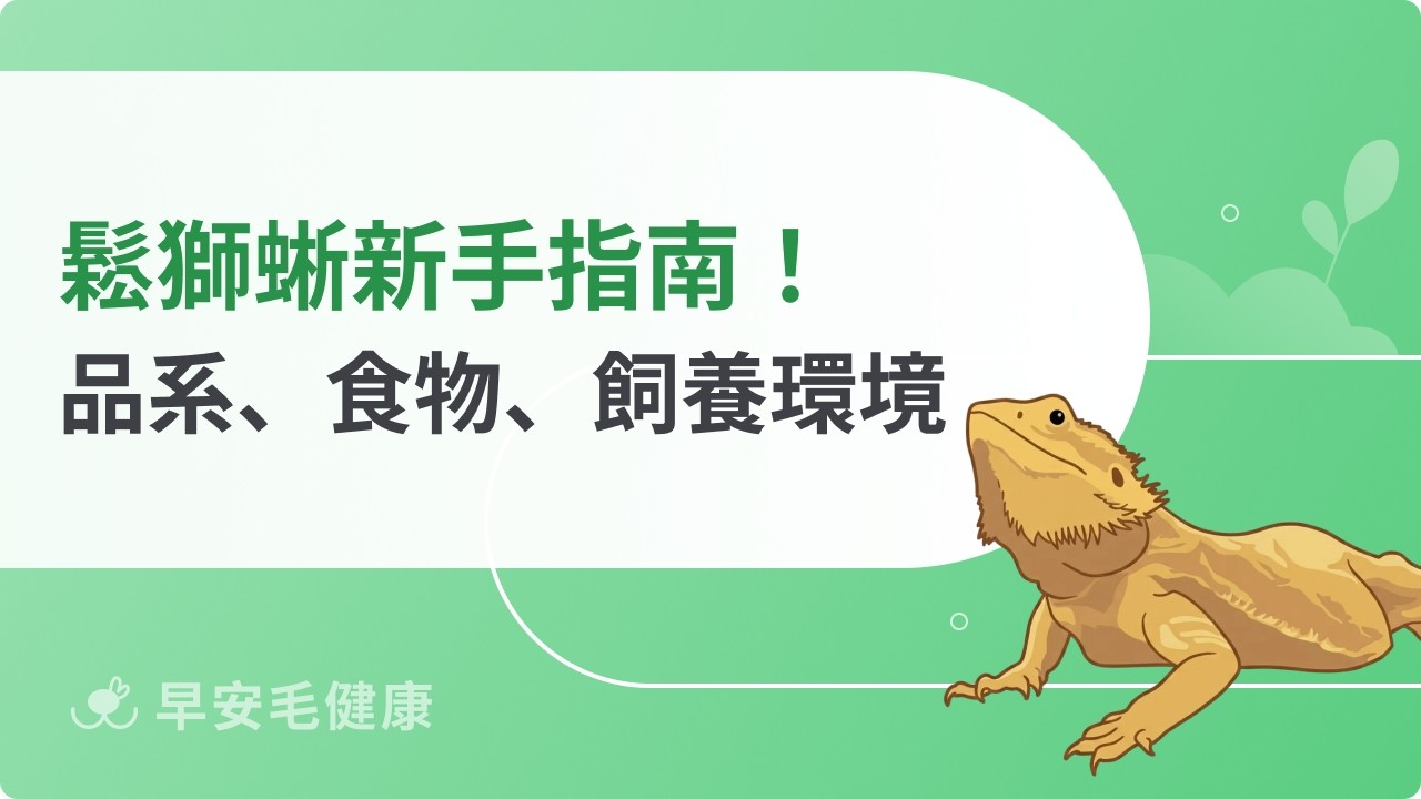 【鬆獅蜥飼養指南】鬆獅蜥品系、飼養環境與飲食公開