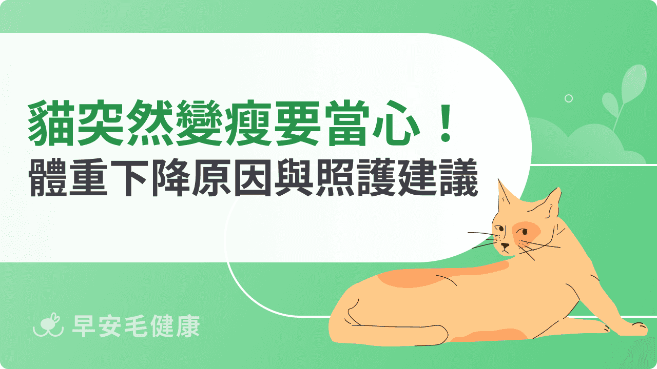 貓咪突然變瘦要當心！愛貓體重下降原因與照護建議整理