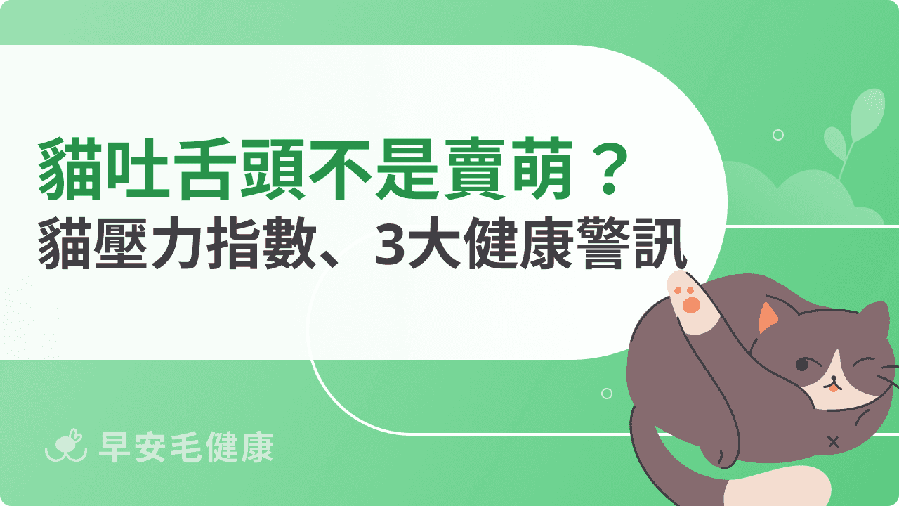 貓吐舌頭不是賣萌?可愛外表背後的壓力、健康警訊要注意