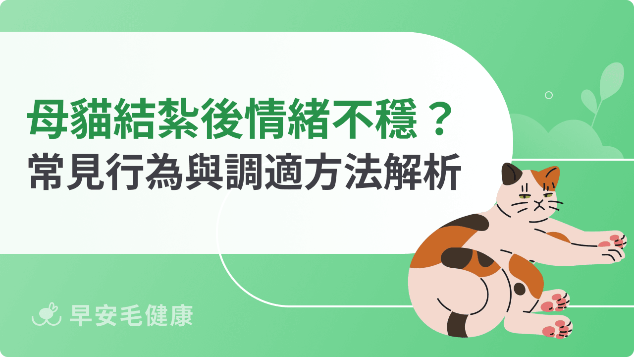 母貓結紮後情緒不穩？常見焦躁、依賴行為與調適方法解析
