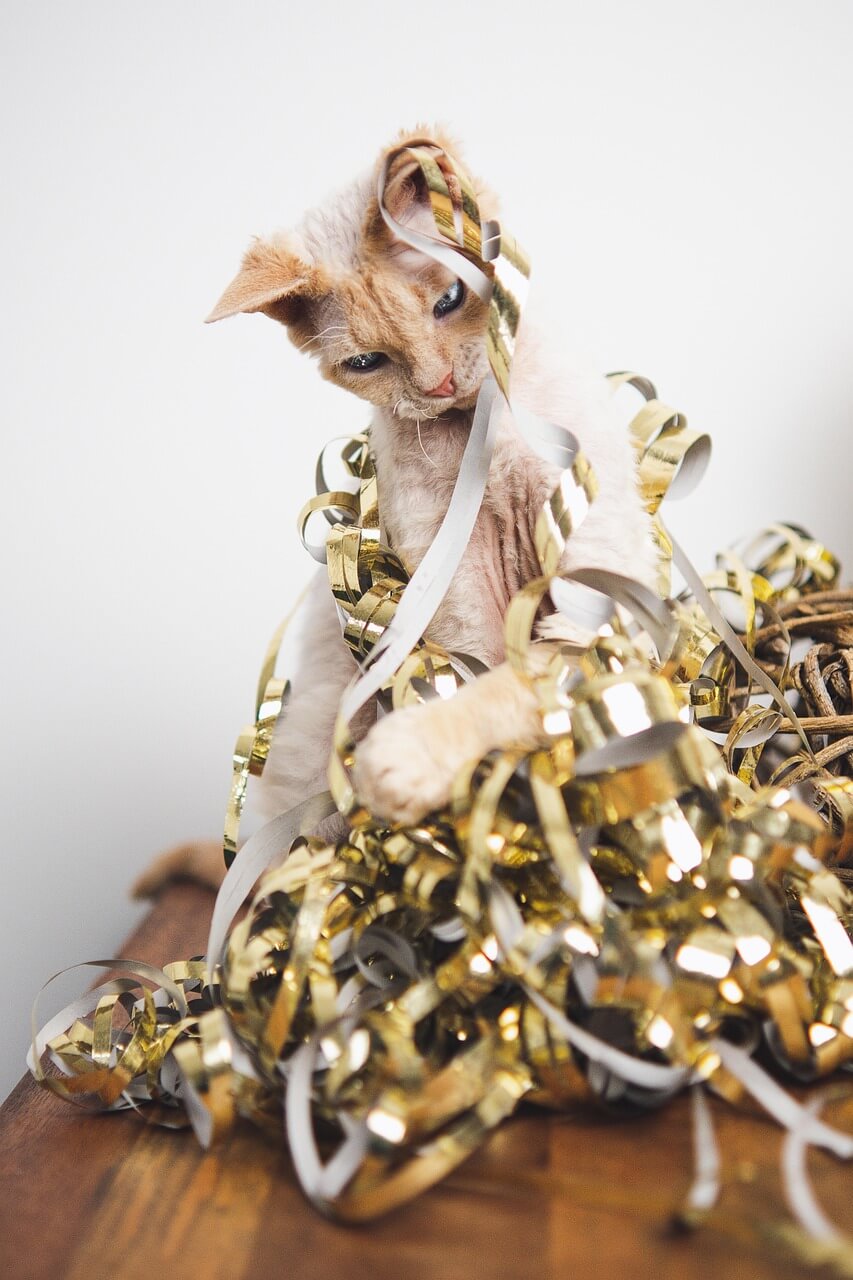 49. devon-rex-guide-2