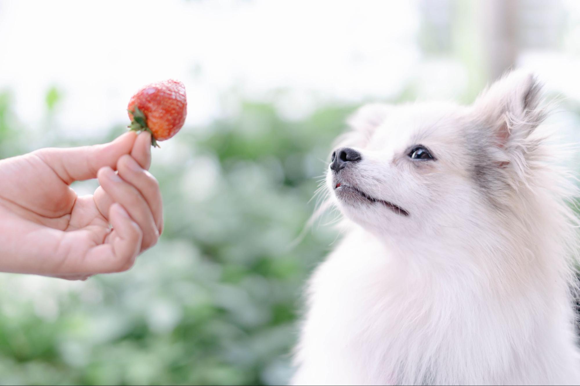 181. AI - can-dogs-eat-strawberries-1