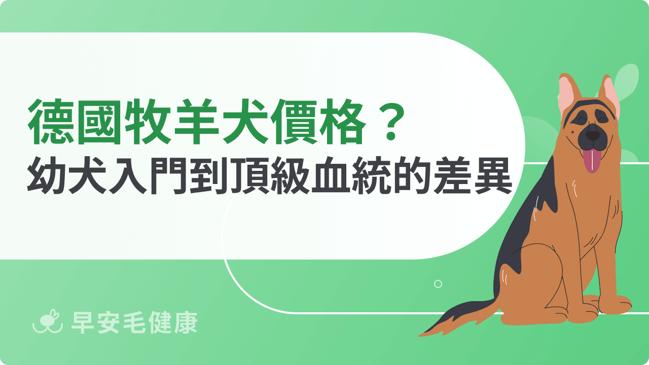 德國牧羊犬價格最新行情不藏私！從幼犬入門到頂級血統的差異