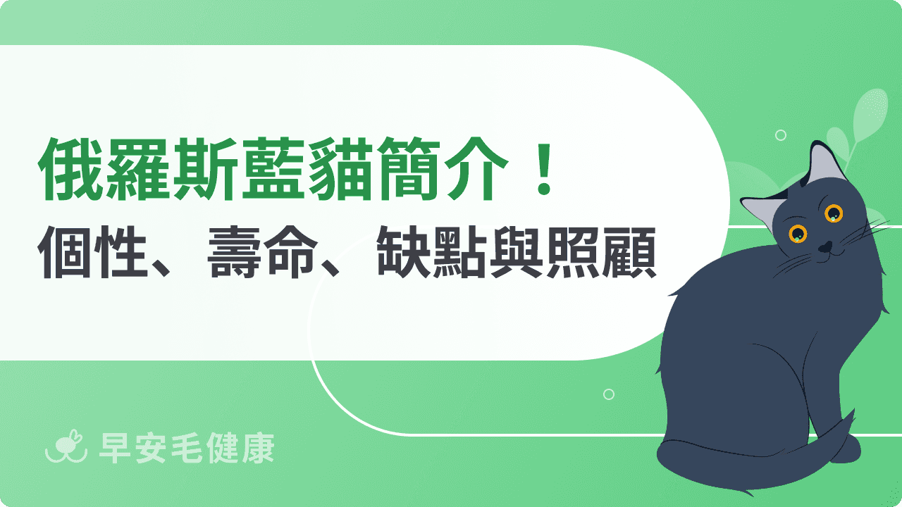 藍貓是什麼貓？俄羅斯藍貓由來、特徵、性格特點＆照顧方法解析