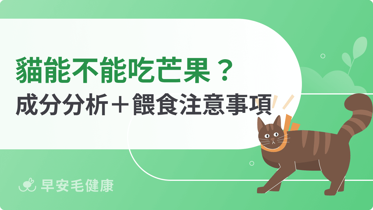 貓能不能吃芒果？成分分析＋餵食注意事項總整理