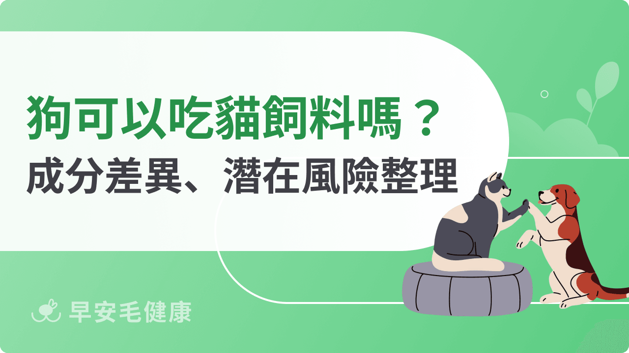 狗可以吃貓飼料嗎？成分差異、潛在風險一次看