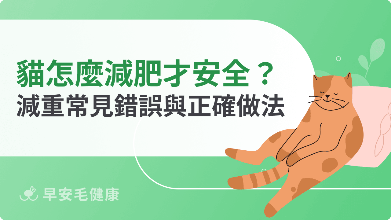 貓咪怎麼減肥才安全？胖貓減重常見錯誤與正確做法解析