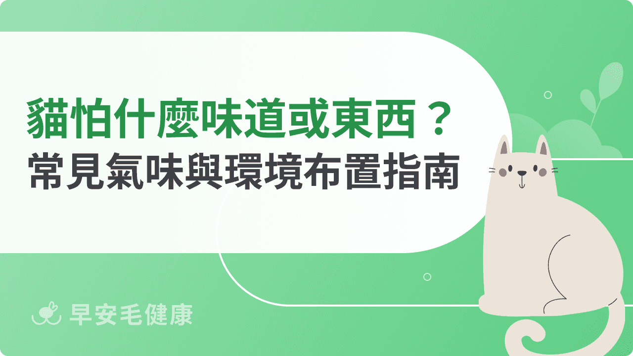 貓怕什麼味道或東西?飼主必知居家常見氣味與環境布置指南