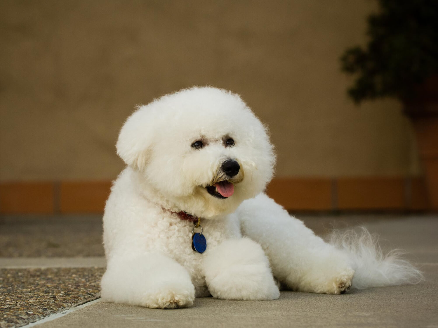 9.bichon-frise-care-guide-2
