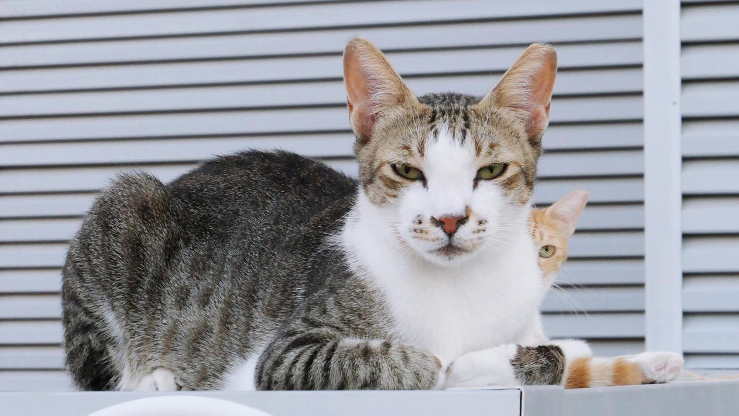 21. tabby-cat-guide-6