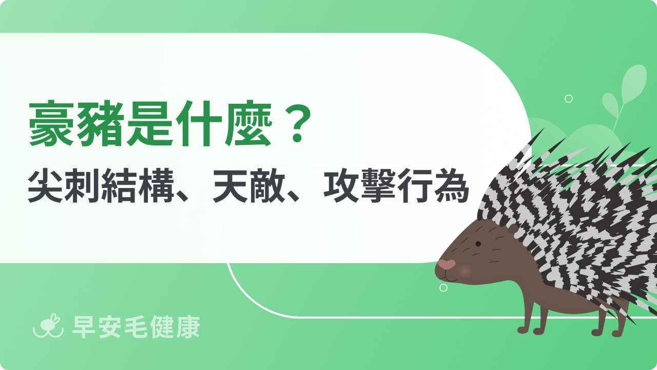 豪豬是什麼？尖刺結構、天敵、攻擊行為全解析