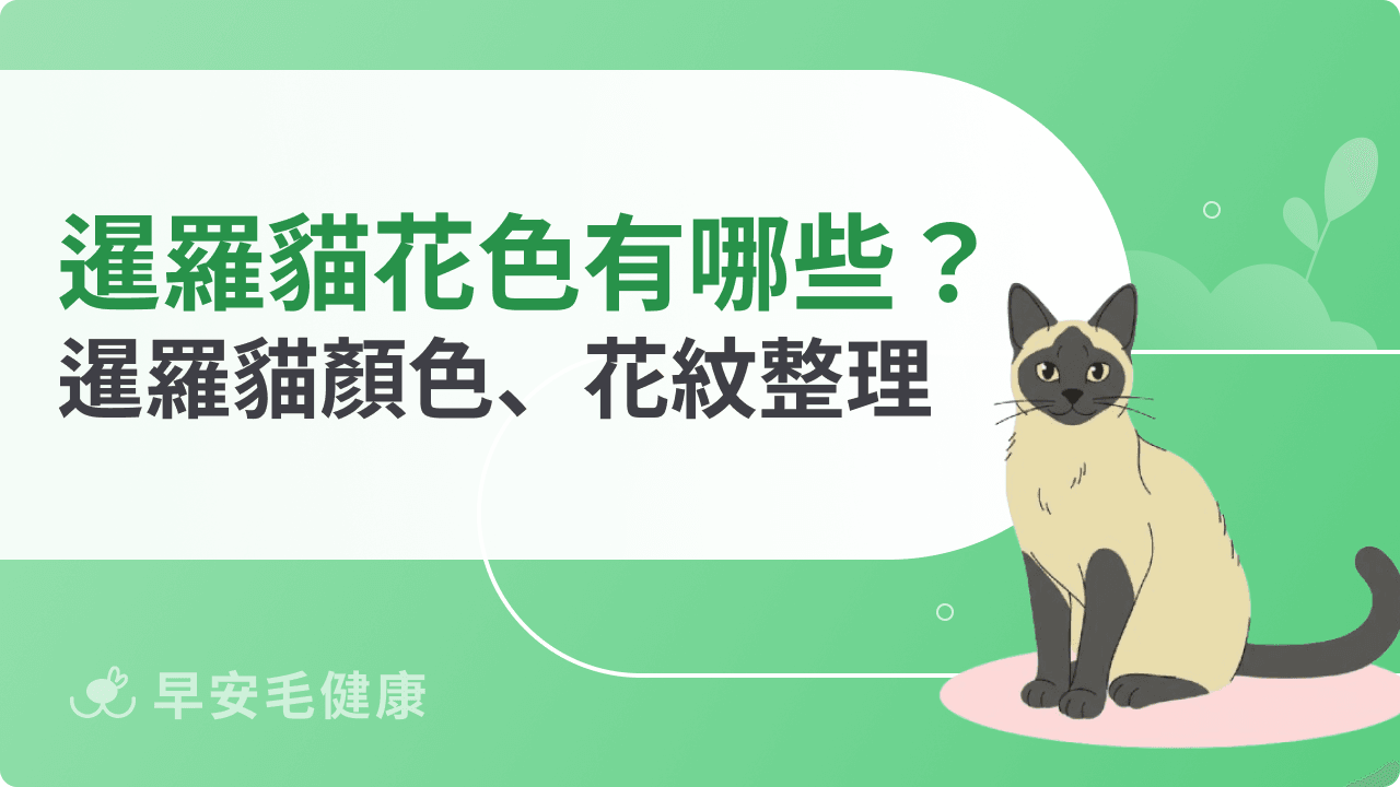 暹羅貓花色有哪些？暹羅貓顏色、花紋整理