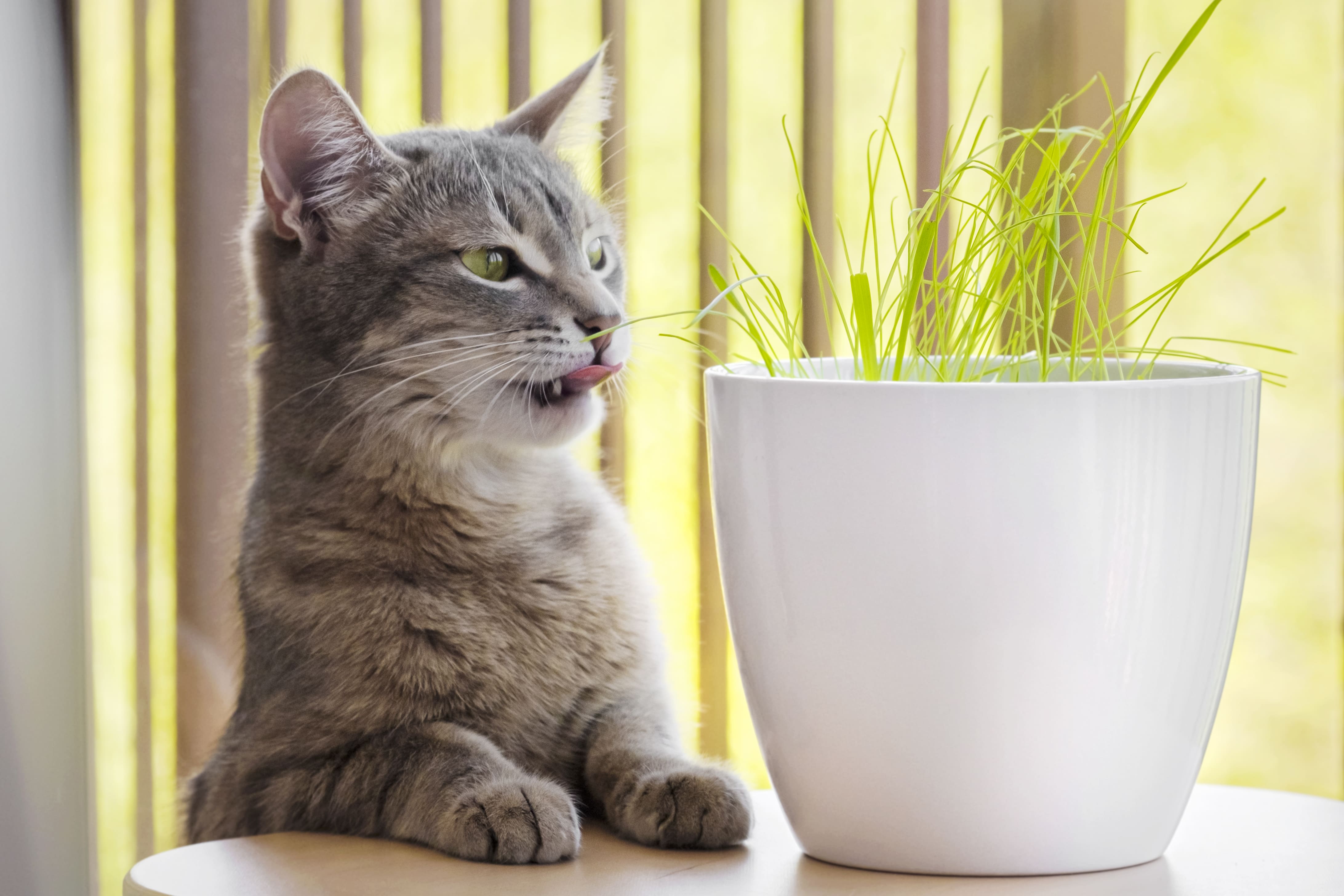 4.overview-of-cat-grass-2