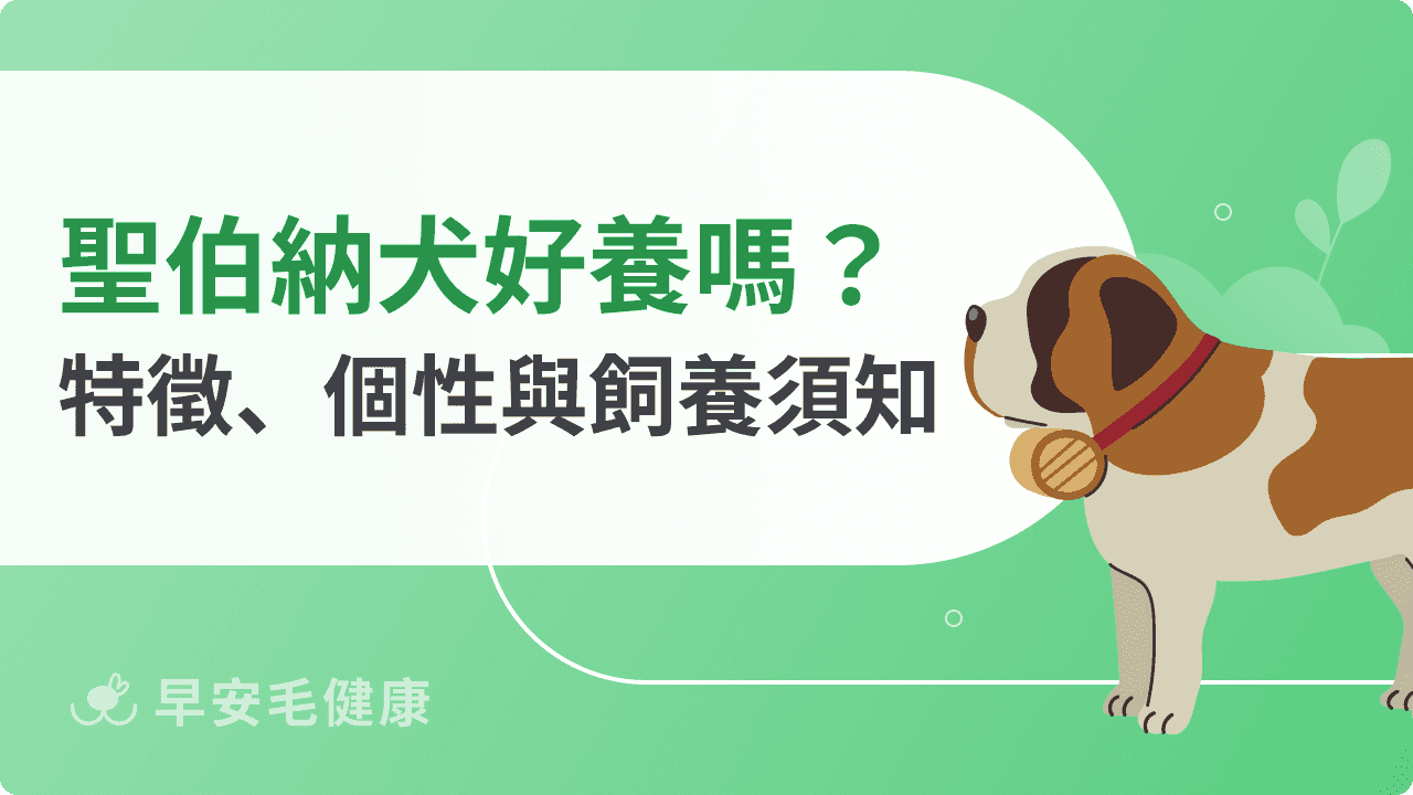 聖伯納犬好養嗎？個性、壽命、價格與飼養須知