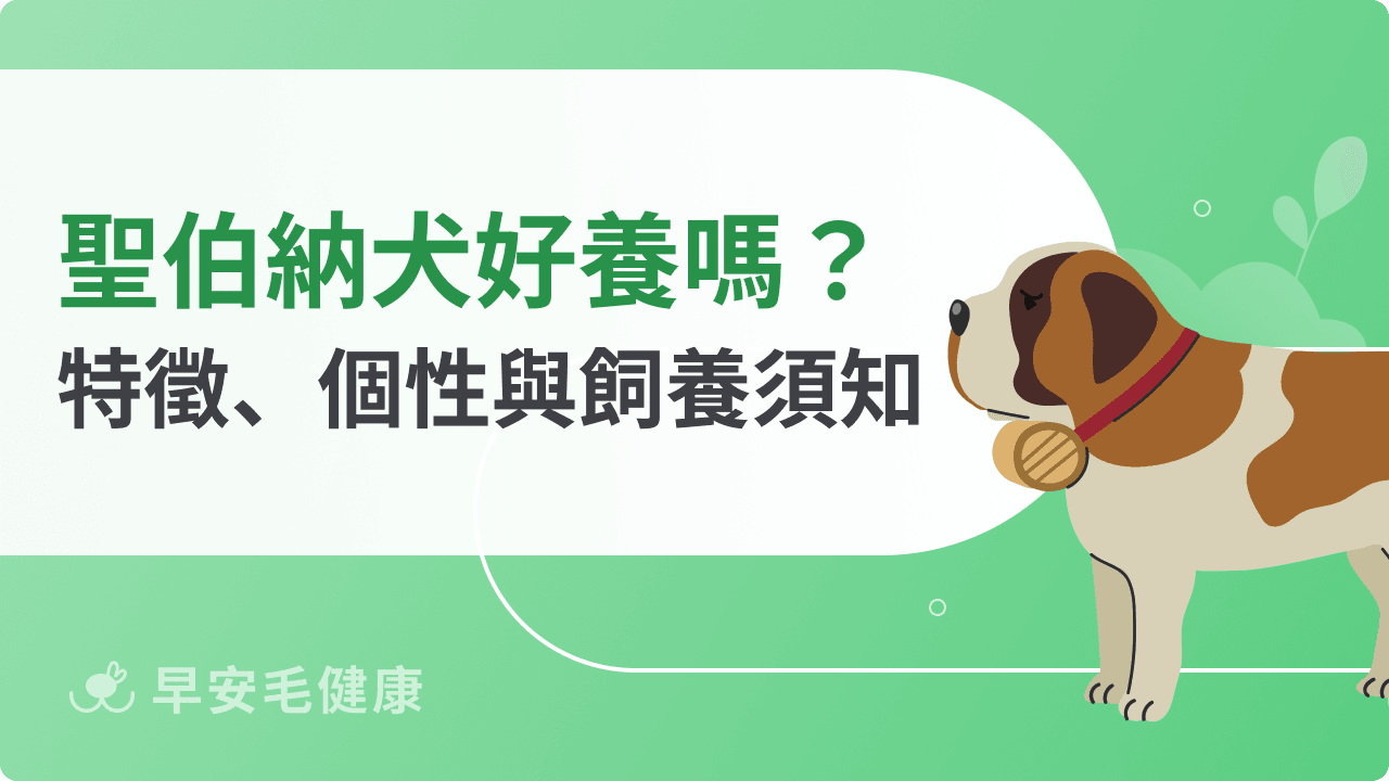 聖伯納犬好養嗎？個性、壽命、價格與飼養須知