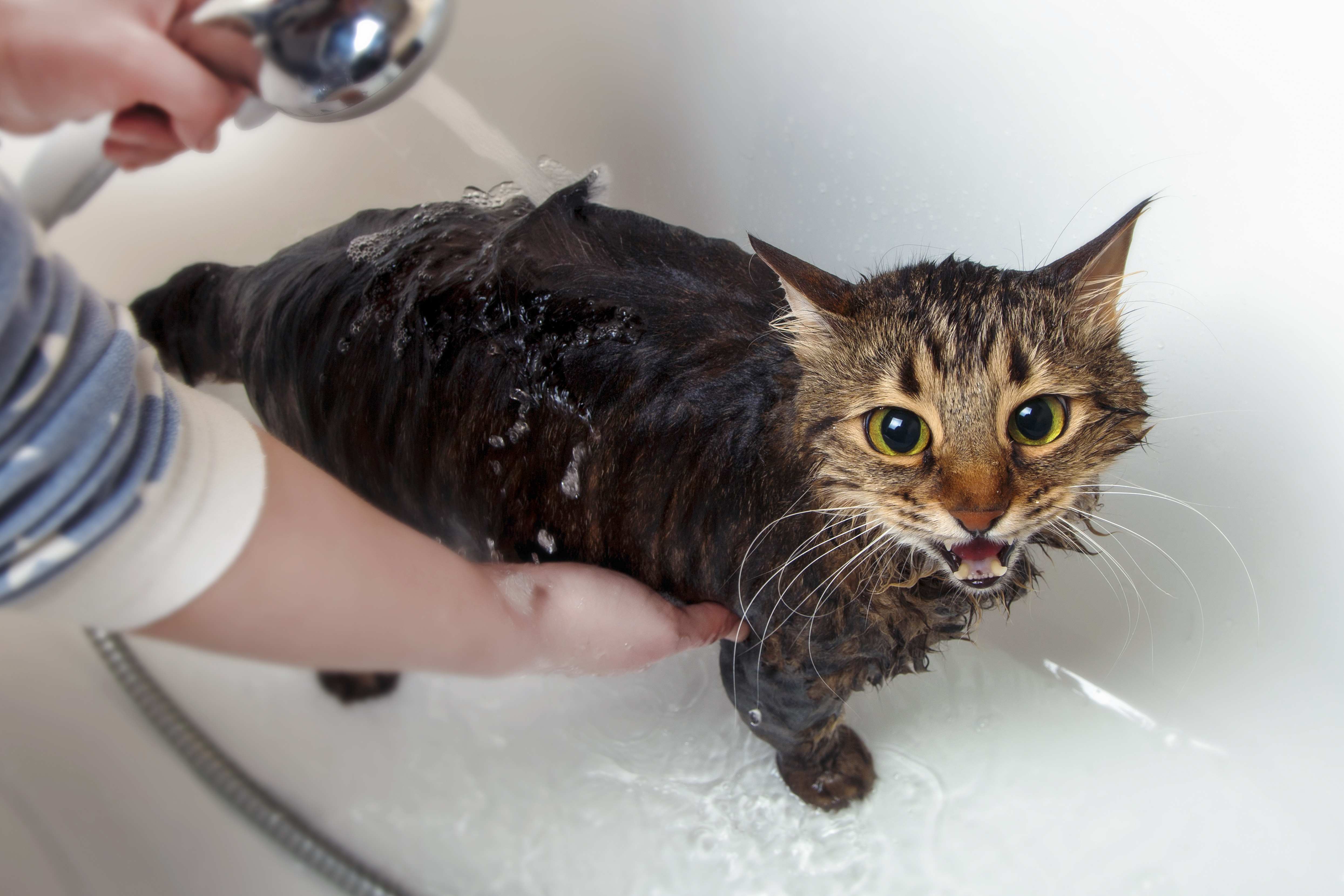 34.cat-bathing-2