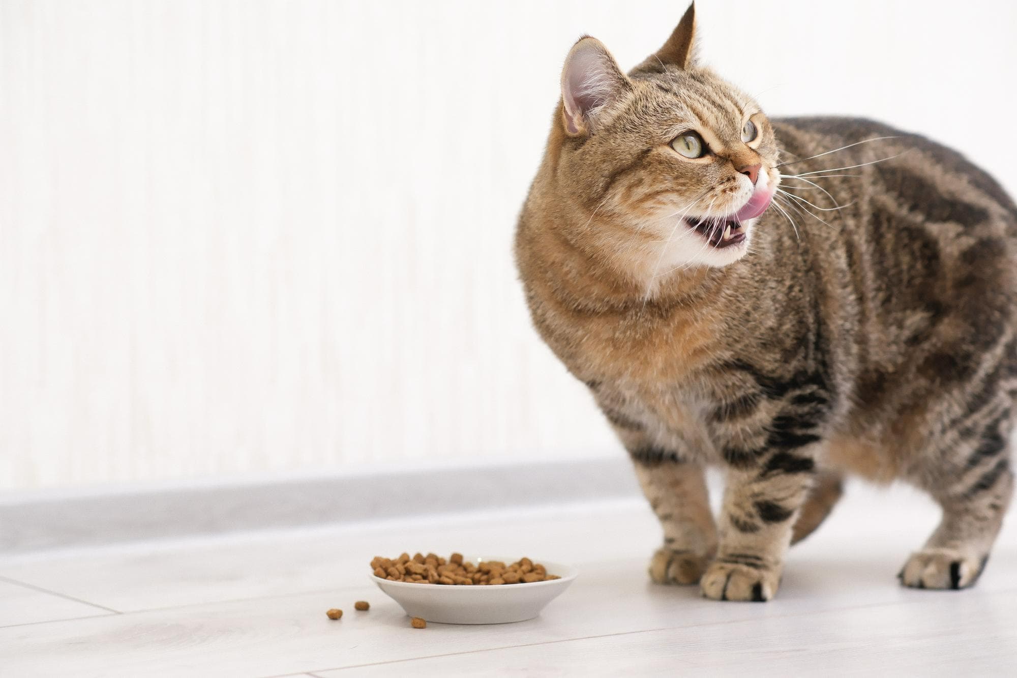 貓張開嘴吃飼料