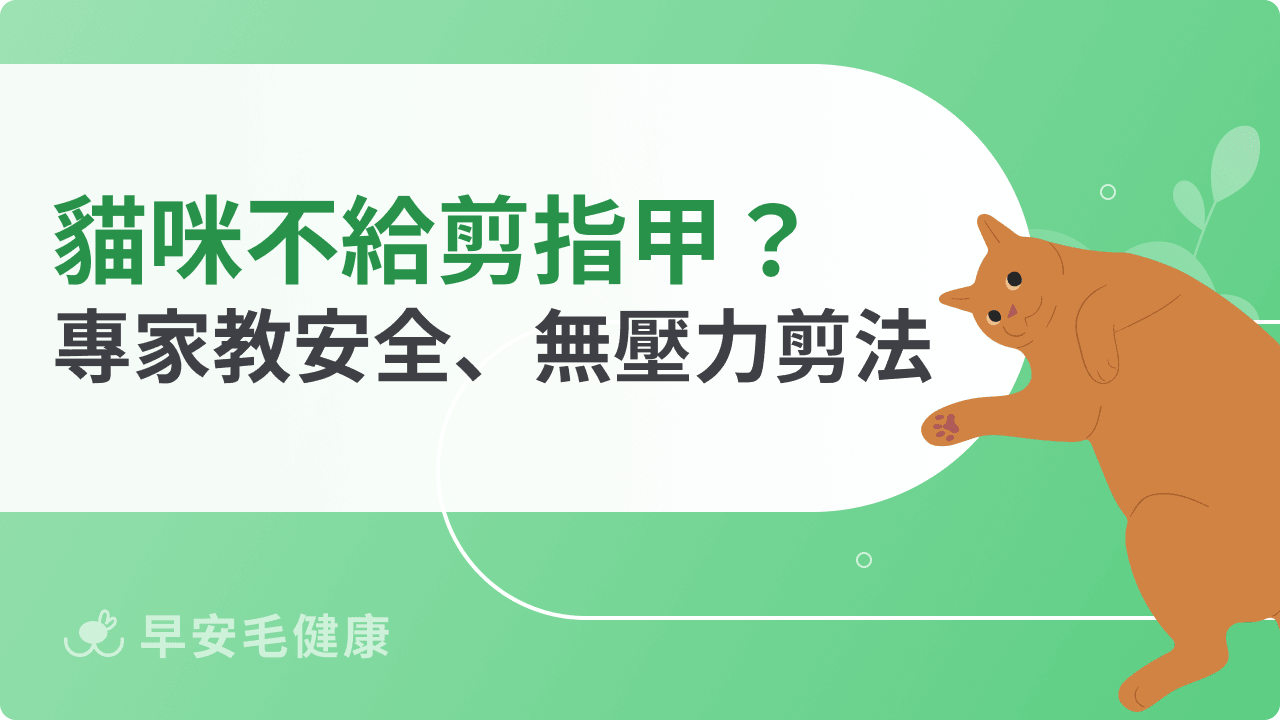 貓咪不給剪指甲怎麼辦？專家教你安全又無壓力的剪法