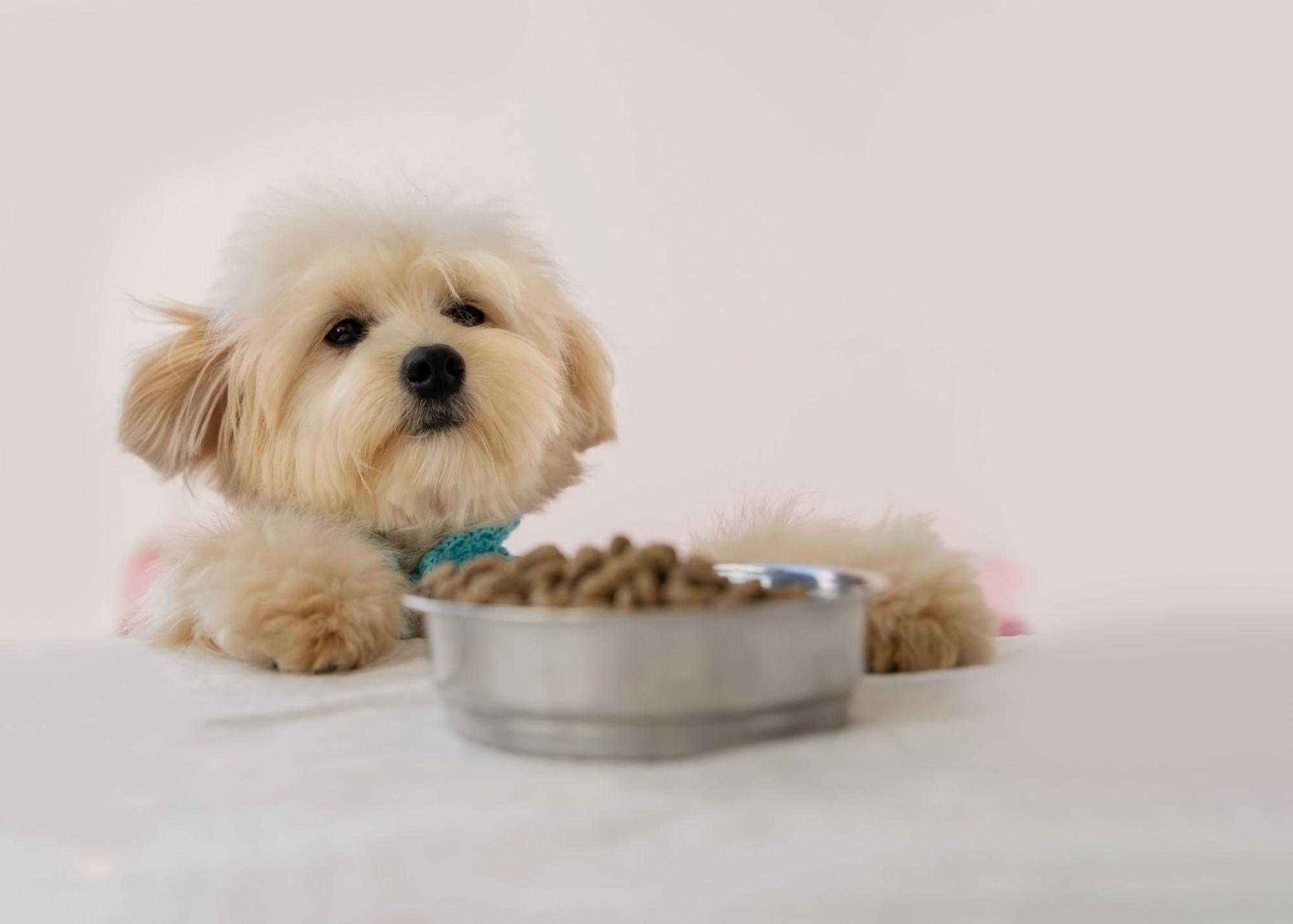 幼犬趴在桌上看著食物
