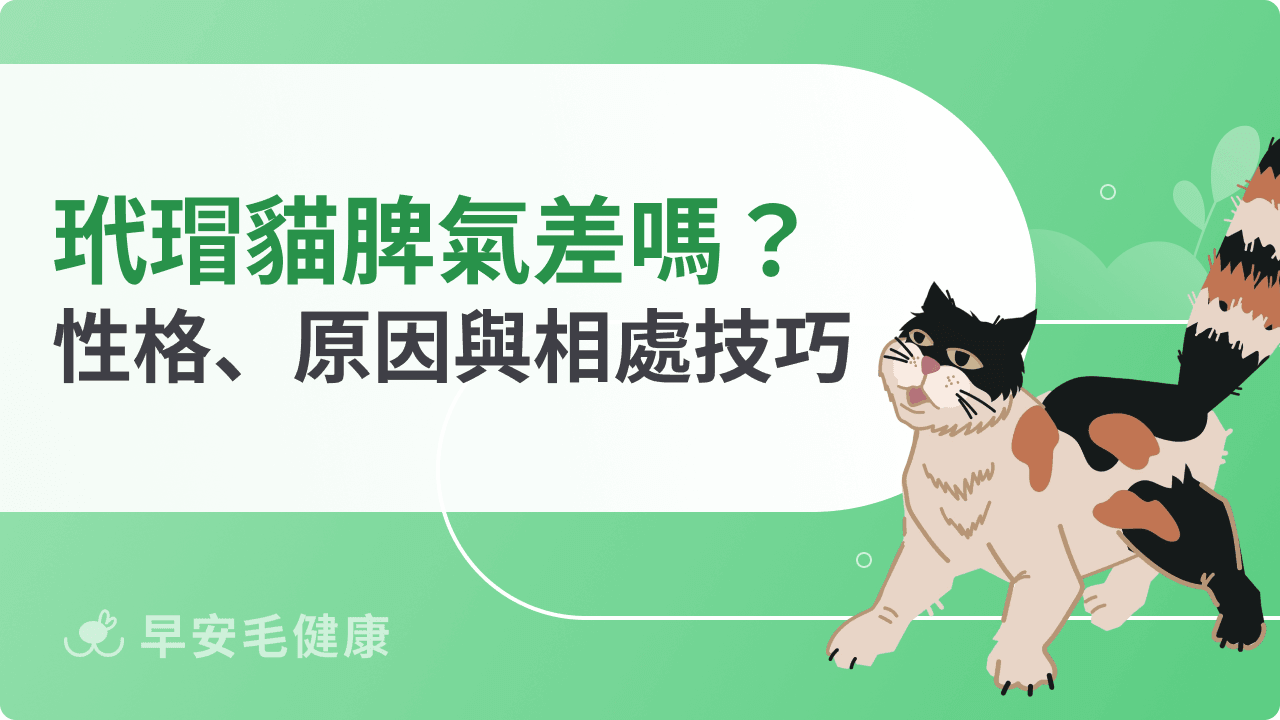 玳瑁貓脾氣真的比較差?性格特徵、原因與相處技巧