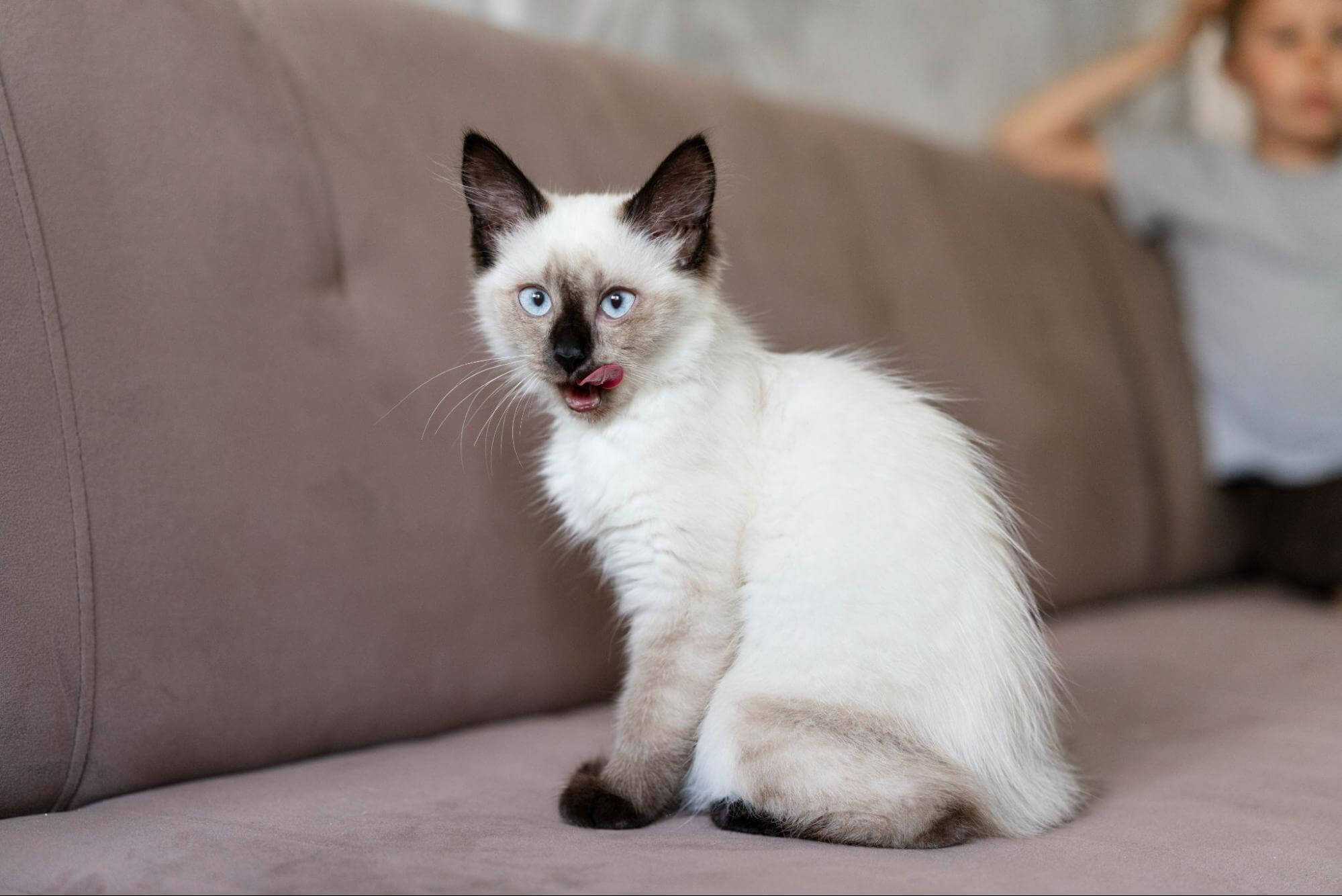 203. AI - siamese-cat-vs-ragdoll-cat-1