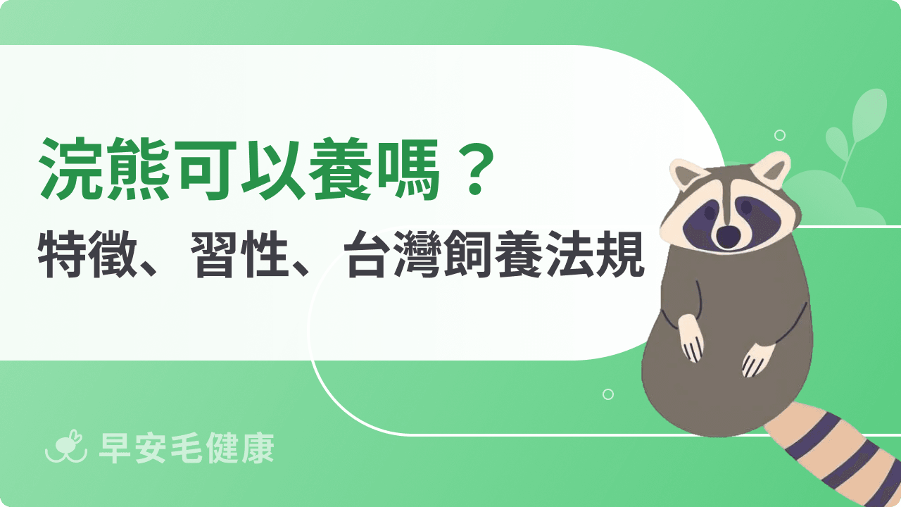 浣熊可以養嗎？從習性、壽命到法律，揭開牠們的野性真面目！