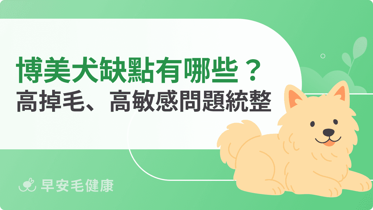 博美犬缺點有哪些？9個隱藏著的高掉毛、高敏感問題！