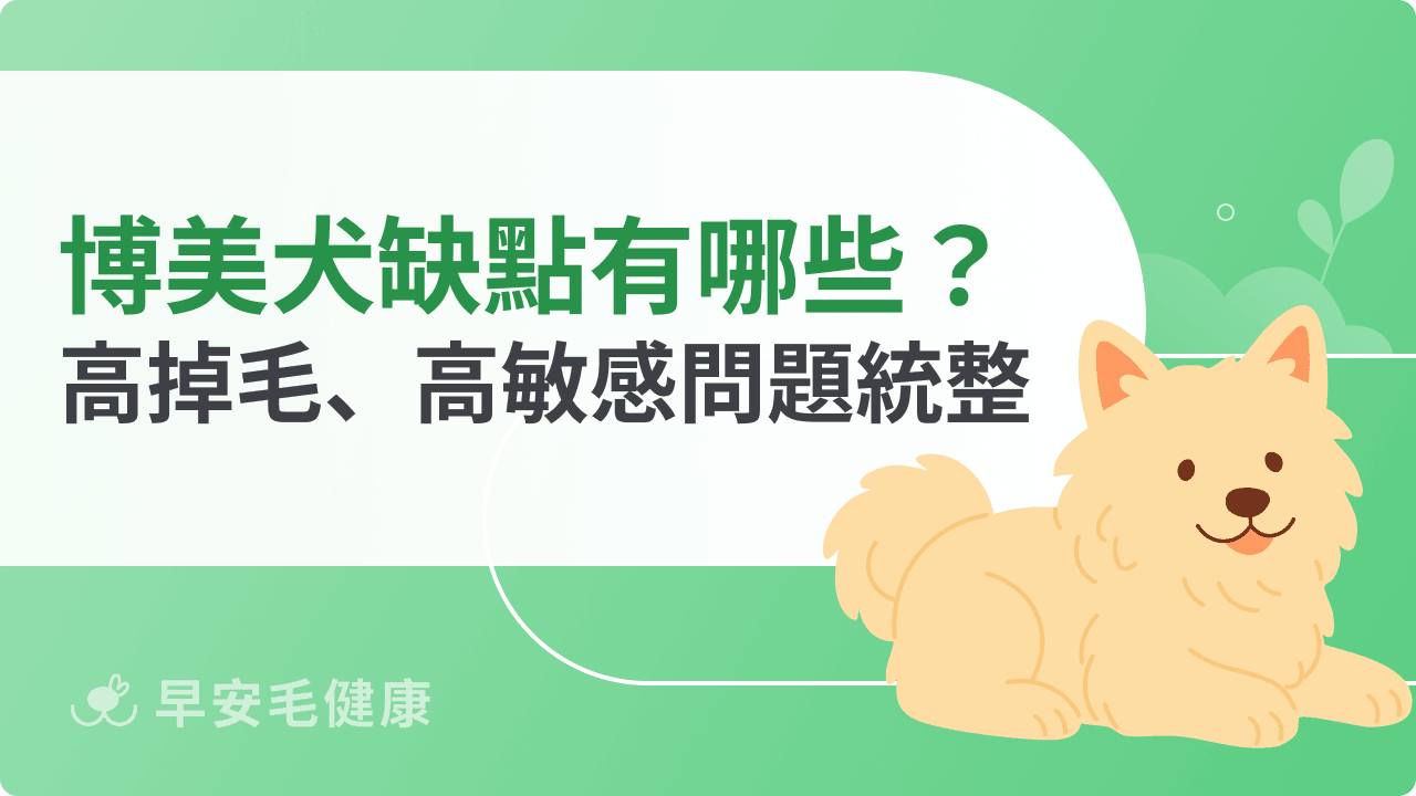 博美犬缺點有哪些？9個隱藏著的高掉毛、高敏感問題！