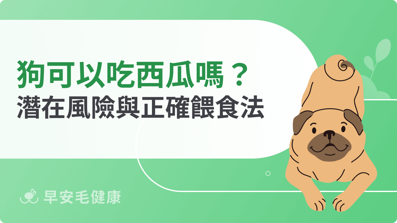狗可以吃西瓜嗎？好處、風險與餵食禁忌分享