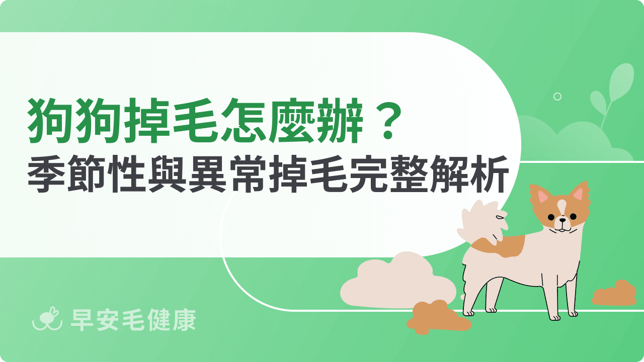 狗狗掉毛怎麼辦？季節性與異常掉毛完整解析