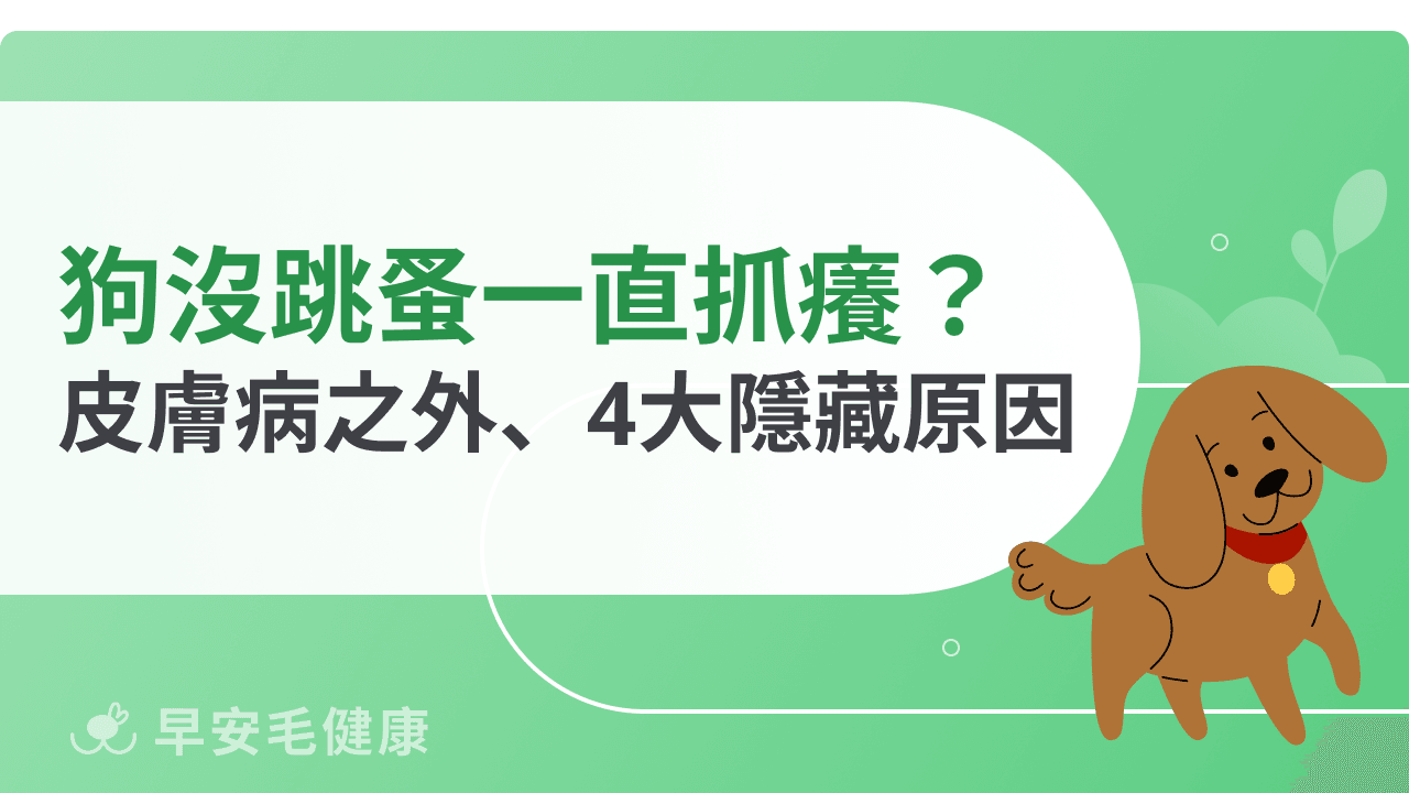 狗狗沒跳蚤、沒皮膚病但卻一直抓癢？可能是這4大常見隱藏原因！