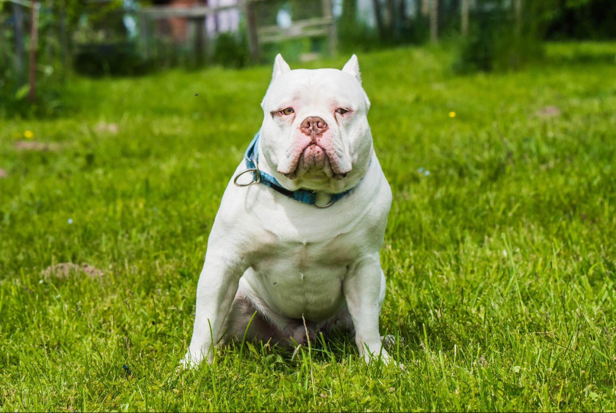 50. ameriacn-bully-guide-4