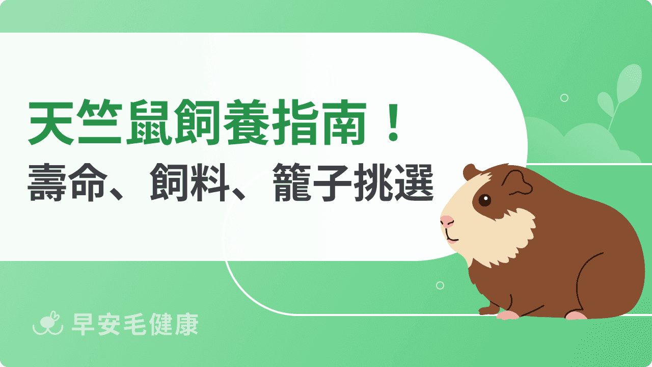 【天竺鼠攻略】豚鼠價格、個性、壽命、居家環境解析！新手必看