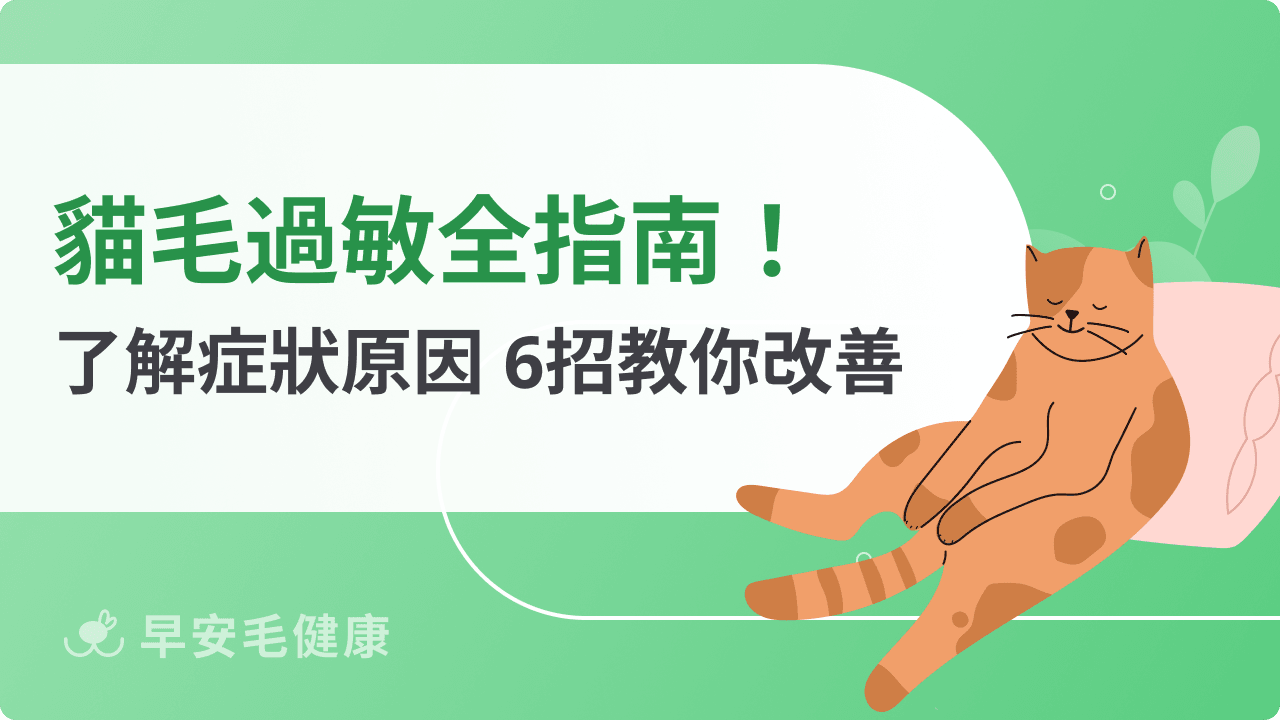 6 招貓毛過敏症狀舒緩！貓毛過敏原因、治療與低過敏貓咪品種