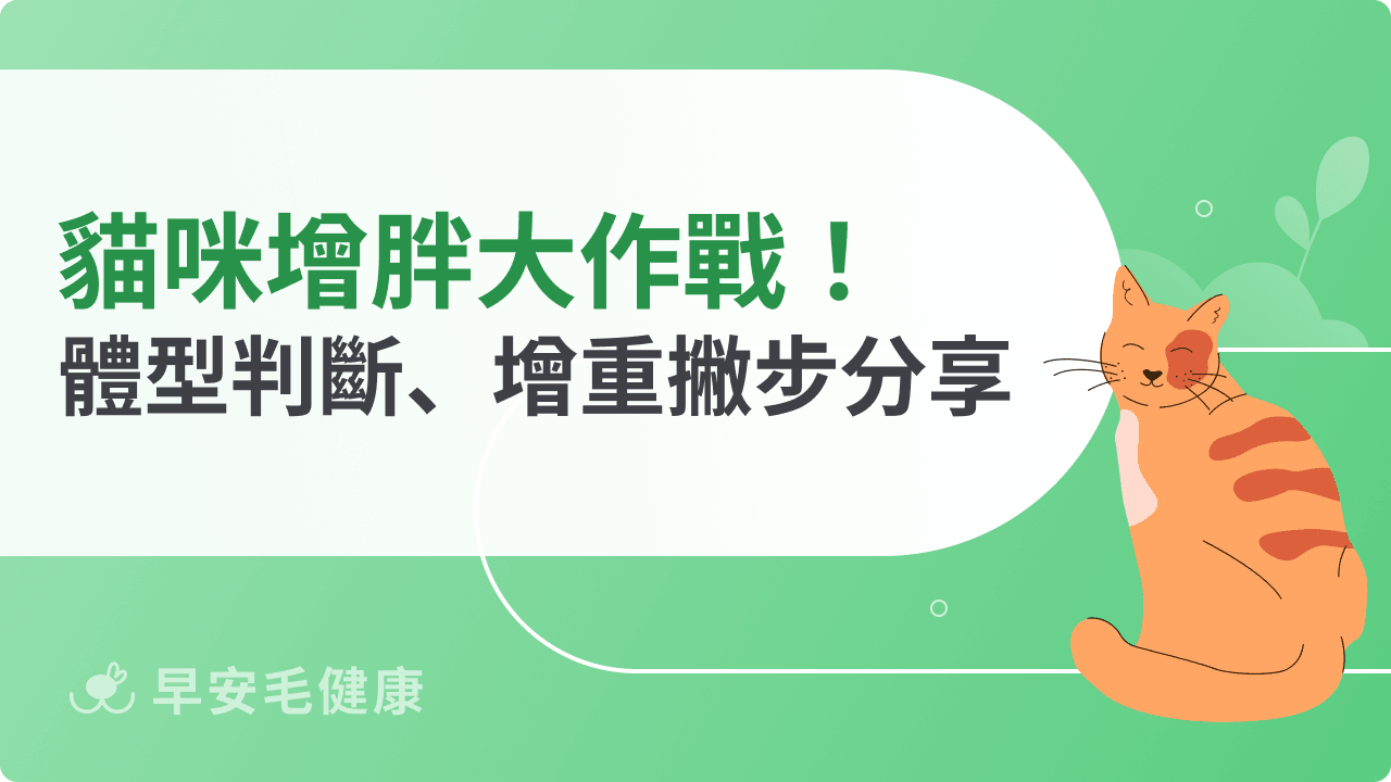貓咪增胖大作戰！體型判斷、增重撇步分享，讓主子告別「骨感美」