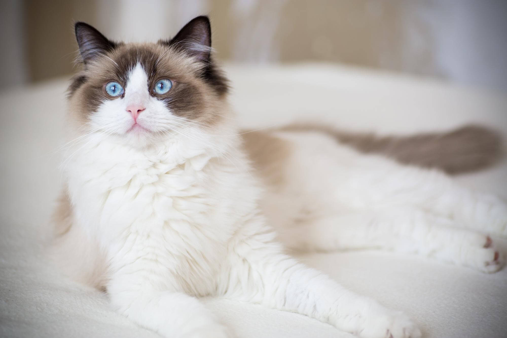 208. AI - ragdoll-cat-defects-1