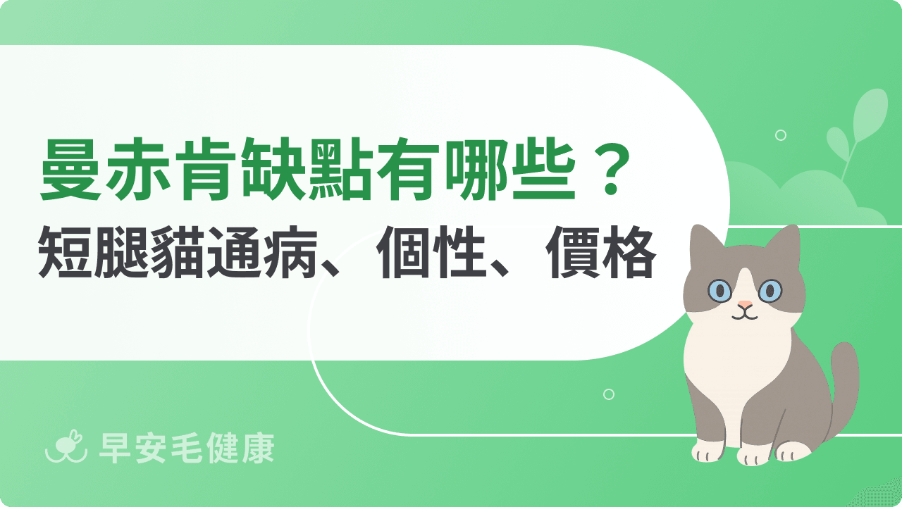 【曼赤肯貓照顧攻略】曼赤肯價格、缺點、常見通病
