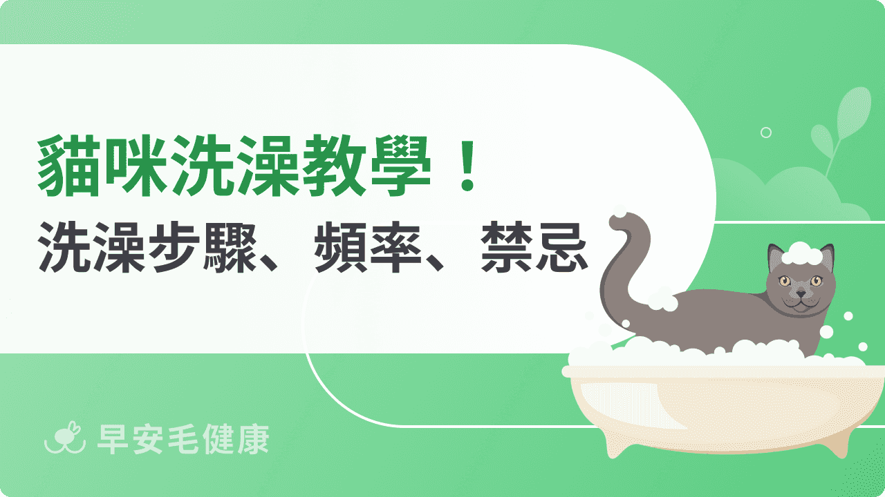 怎麼幫貓洗澡？貓需要洗澡嗎？正確洗澡頻率與步驟SOP