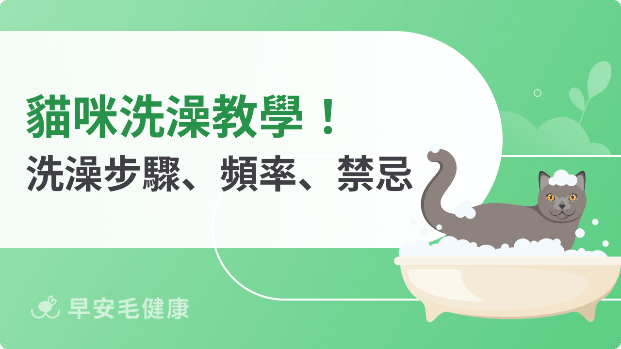 怎麼幫貓洗澡？貓需要洗澡嗎？正確洗澡頻率與步驟SOP