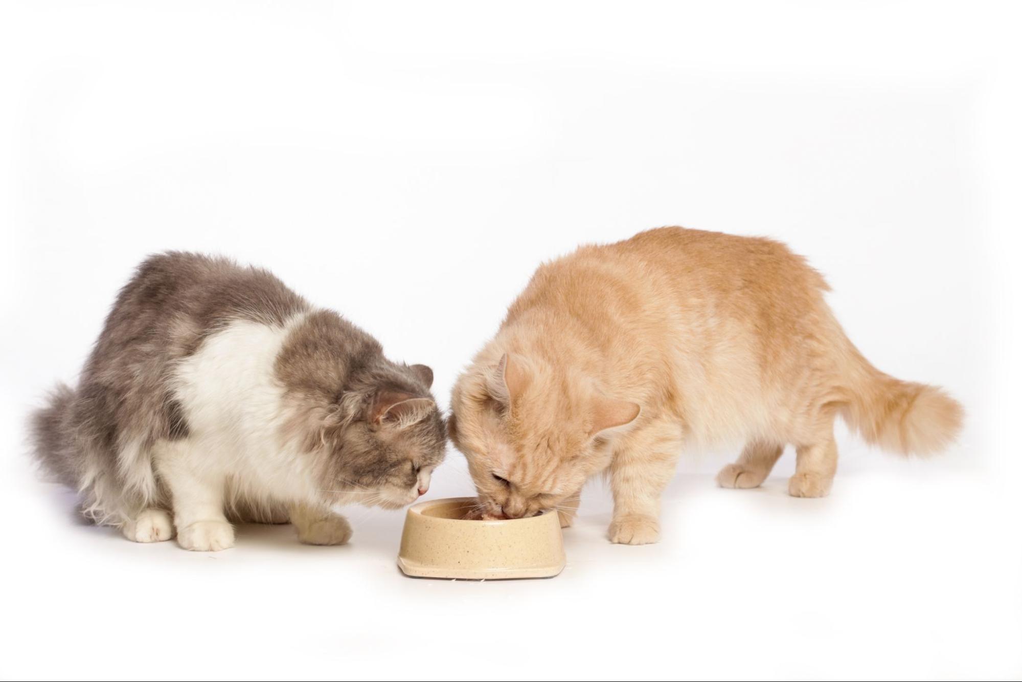 133. AI - cats-eat-protein