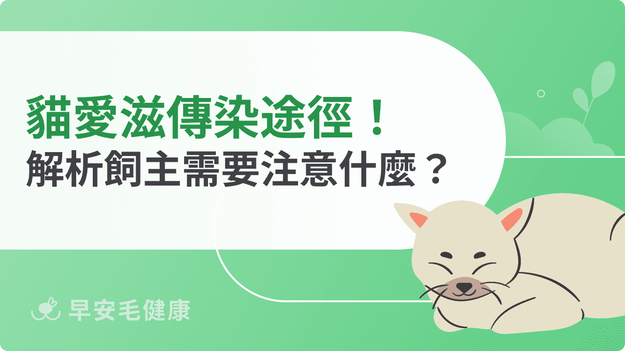 貓愛滋傳染途徑有哪些？同居貓咪、飼主需要注意什麼？