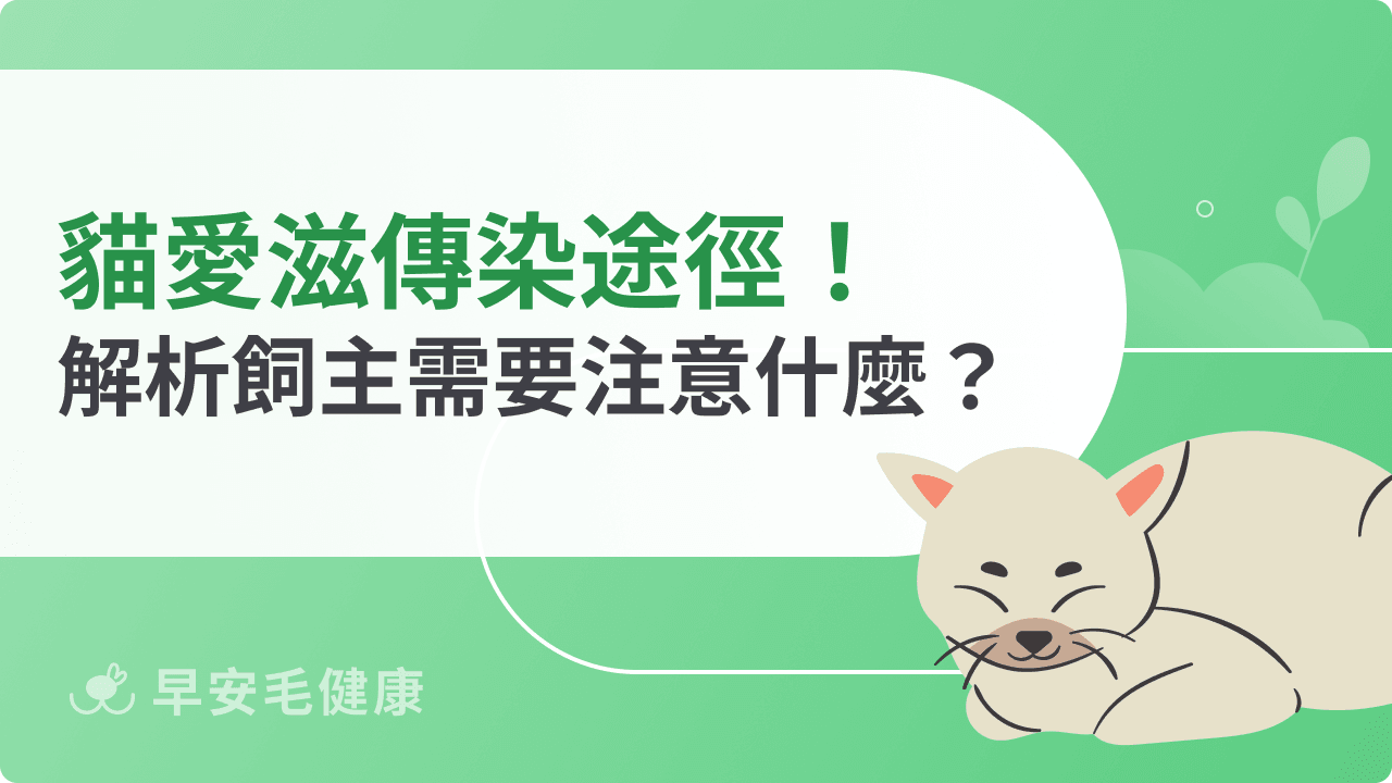 貓愛滋傳染途徑有哪些?同居貓咪、飼主需要注意什麼?