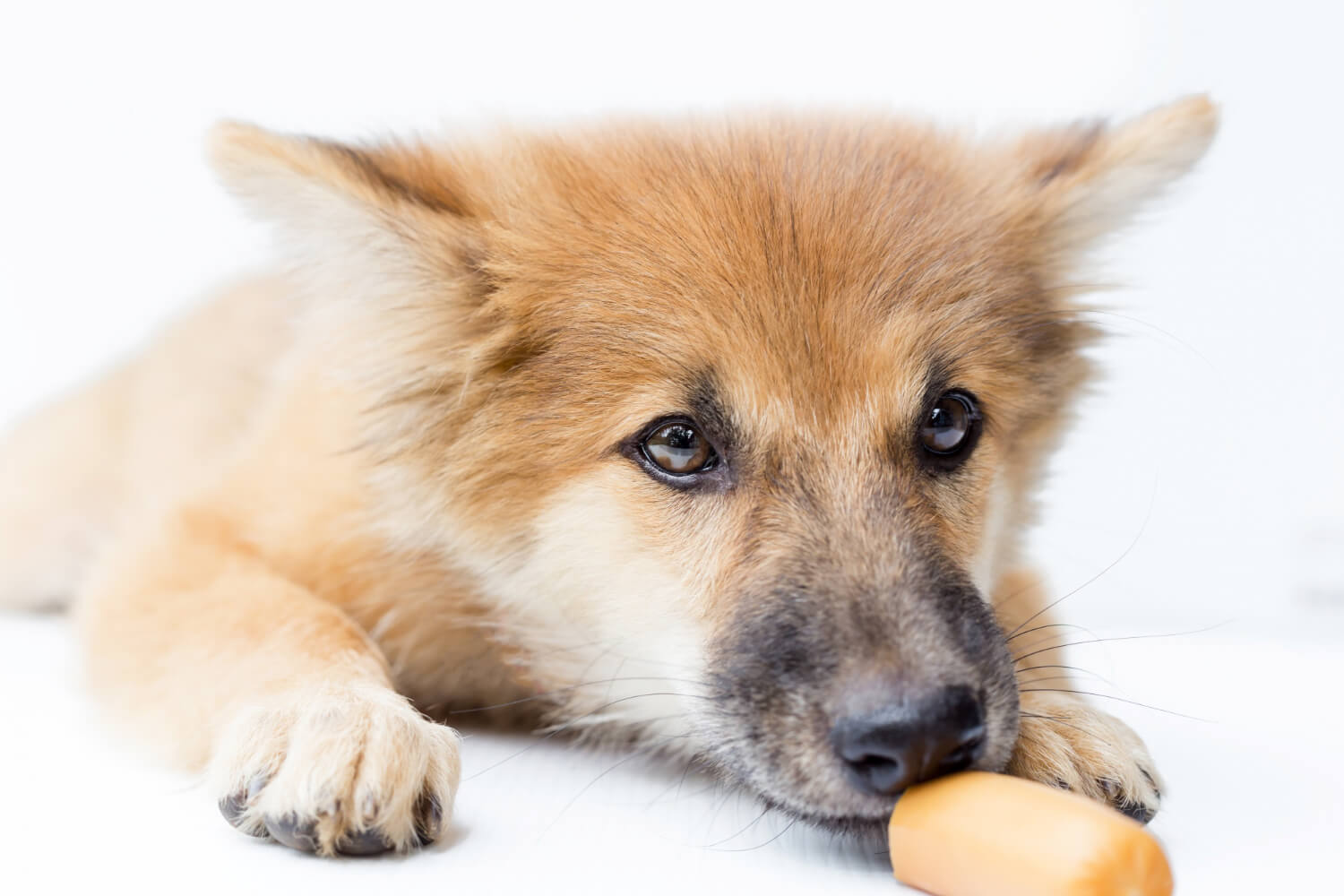 295. AI - can-dogs-eat-steamed-buns-1