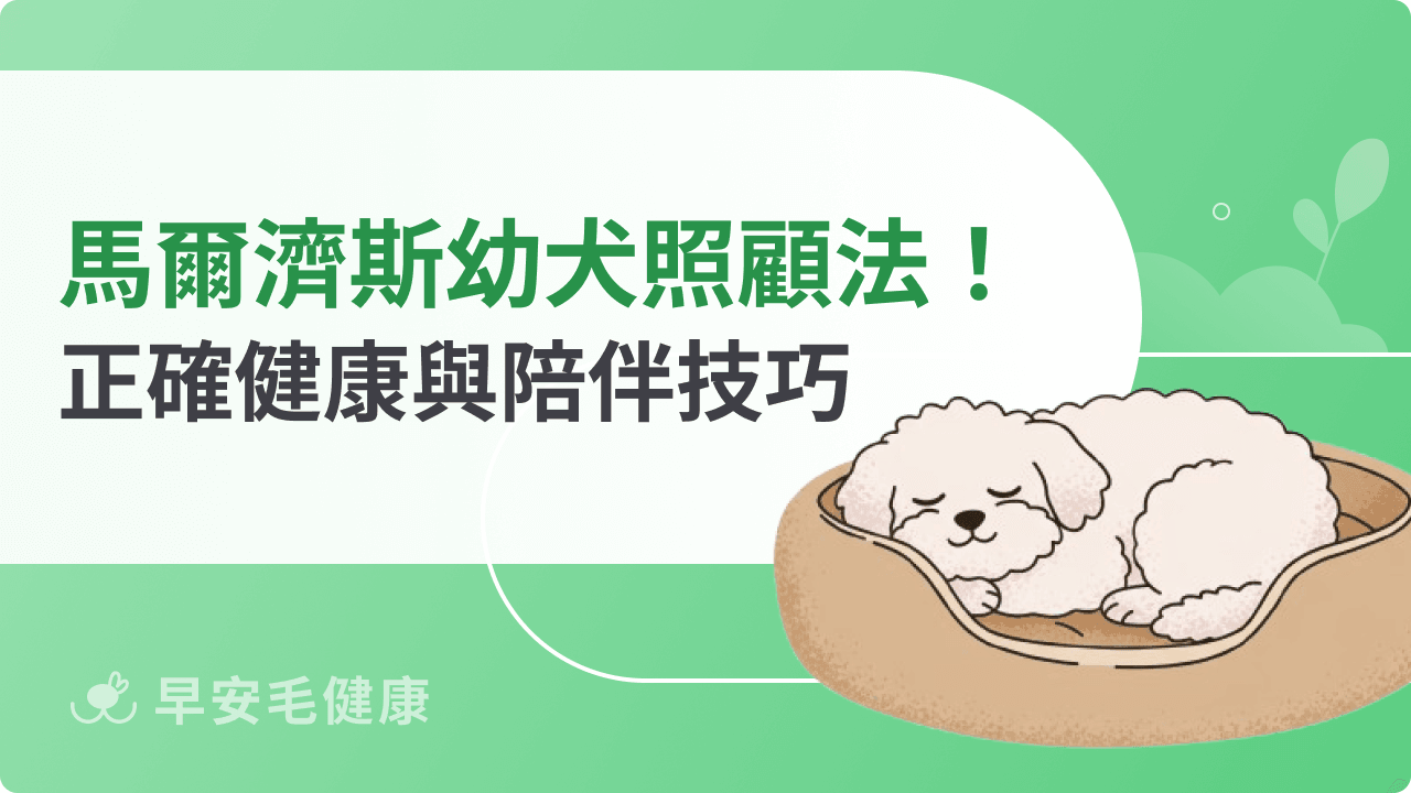 馬爾濟斯幼犬照顧指南！飼主必學的健康與陪伴技巧